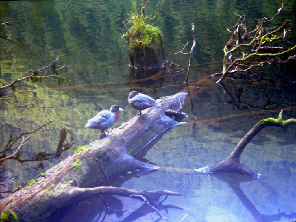 Cameron Mountain Traverse in Fiordland Baxter Nature